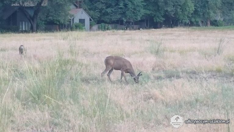 Jeleń mulak na łące w Yosemite Valley