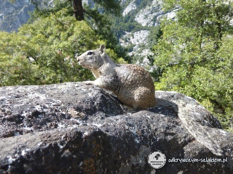 Świstak na skale nad doliną w Yosemite