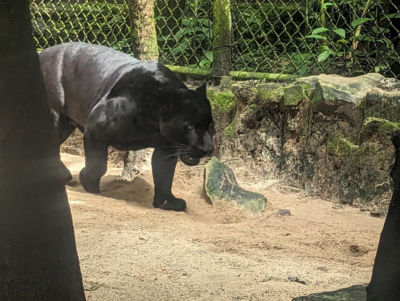 Czarny jaguar na wybiegu w Aluxes Ecopark