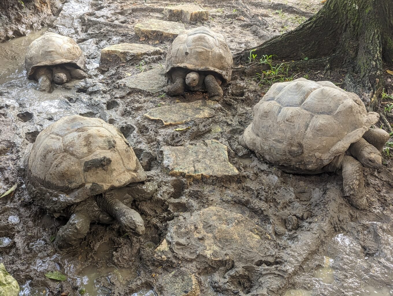 Żółwie lądowe na błotnistym wybiegu w Aluxes Ecopark