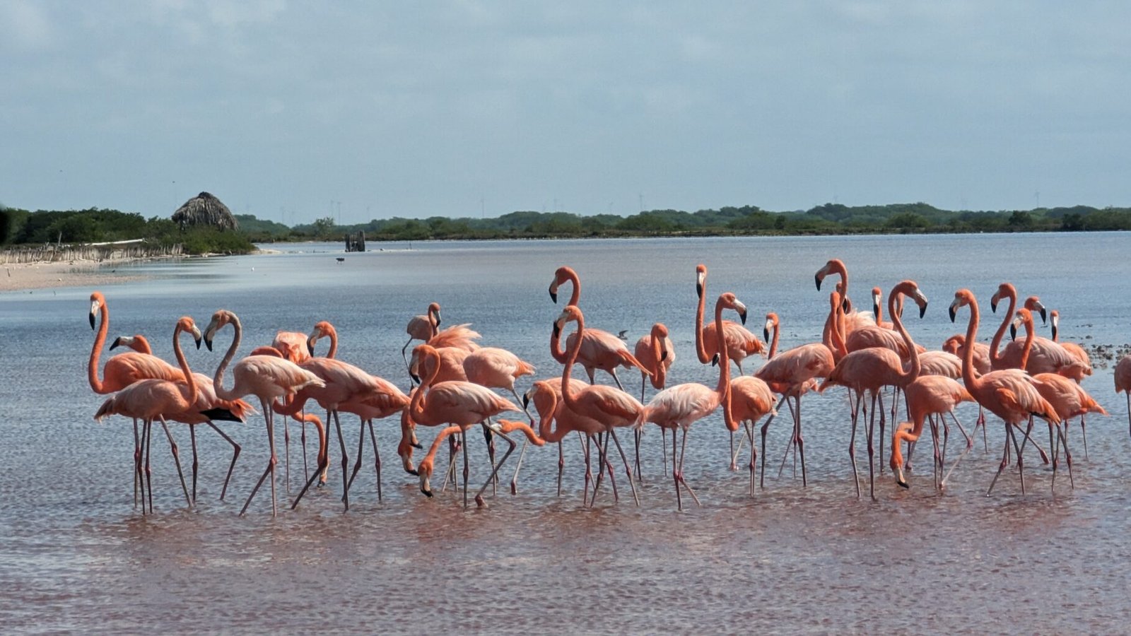Stado różowych flamingów w płytkiej lagunie w rezerwacie koło San Crisanto