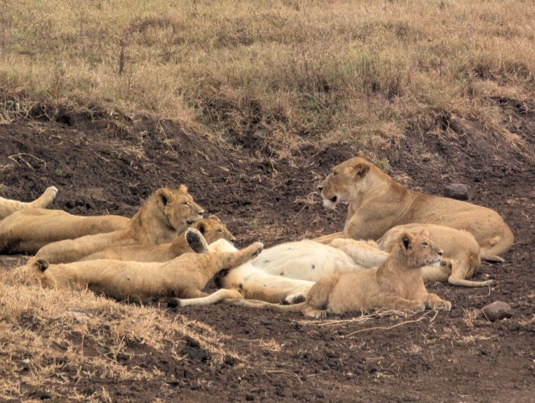 Ngorongoro