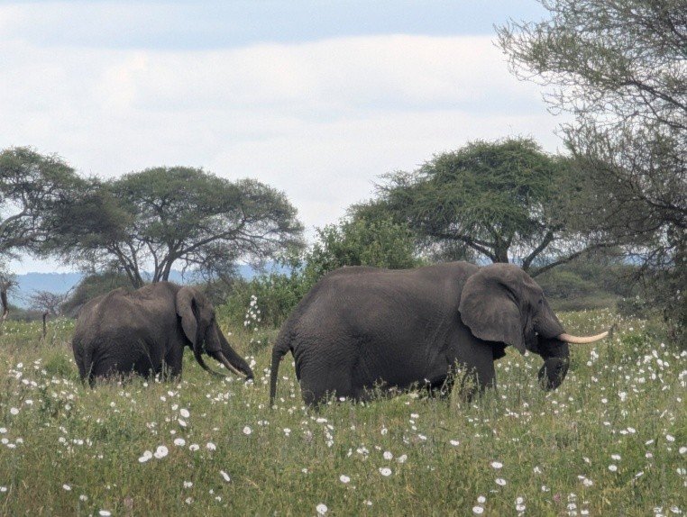 Tarangire