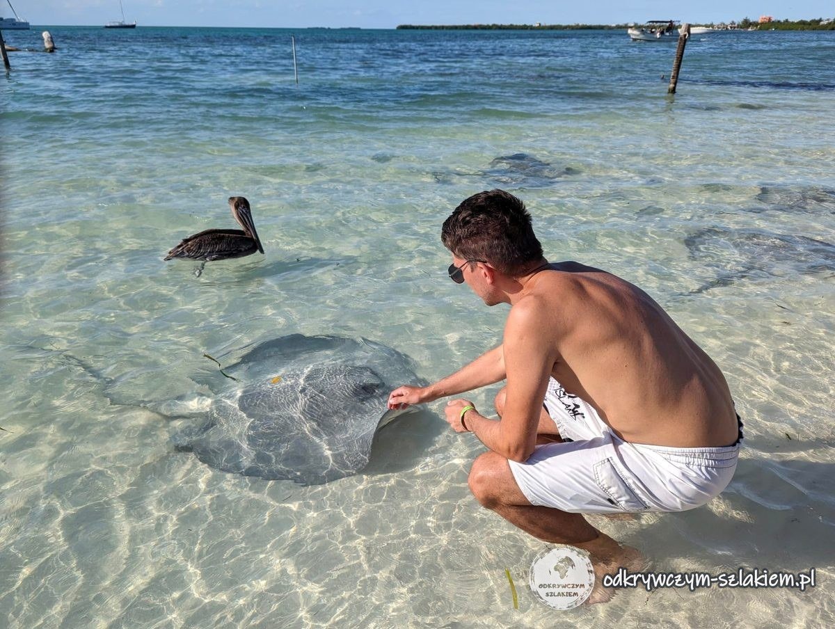 Feeding a stingray by the shore of Caye Caulker, with a pelican nearby