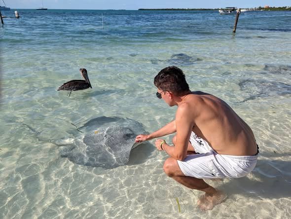 Karmienie płaszczki przy brzegu Caye Caulker, obok pelikan