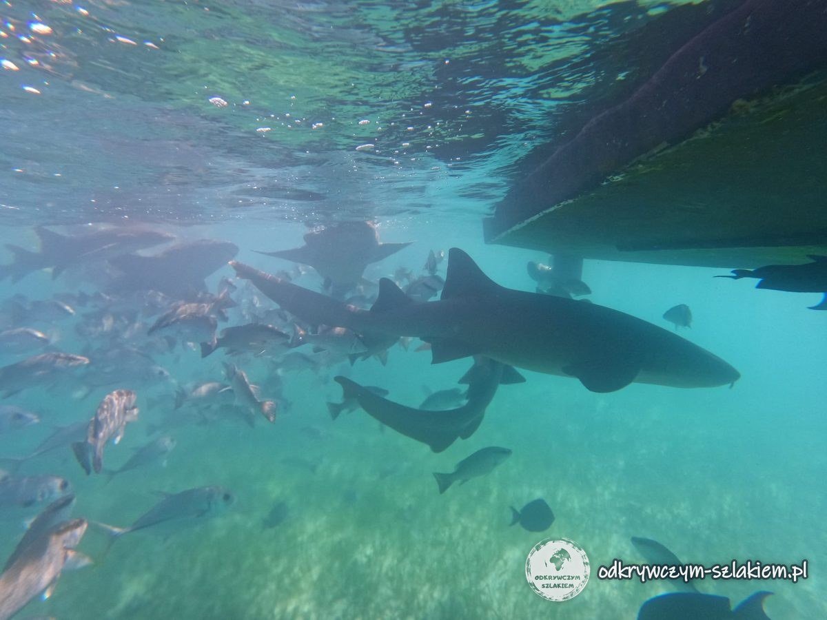 Nurse sharks and fish while snorkelling off Caye Caulker