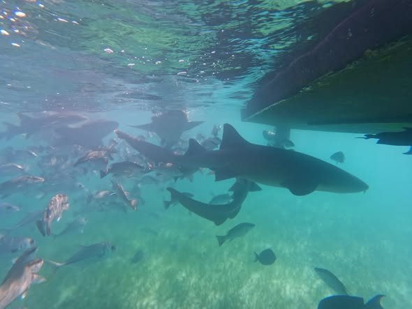 Rekiny wąsate (nurse shark) i ryby podczas snorkelingu przy Caye Caulker