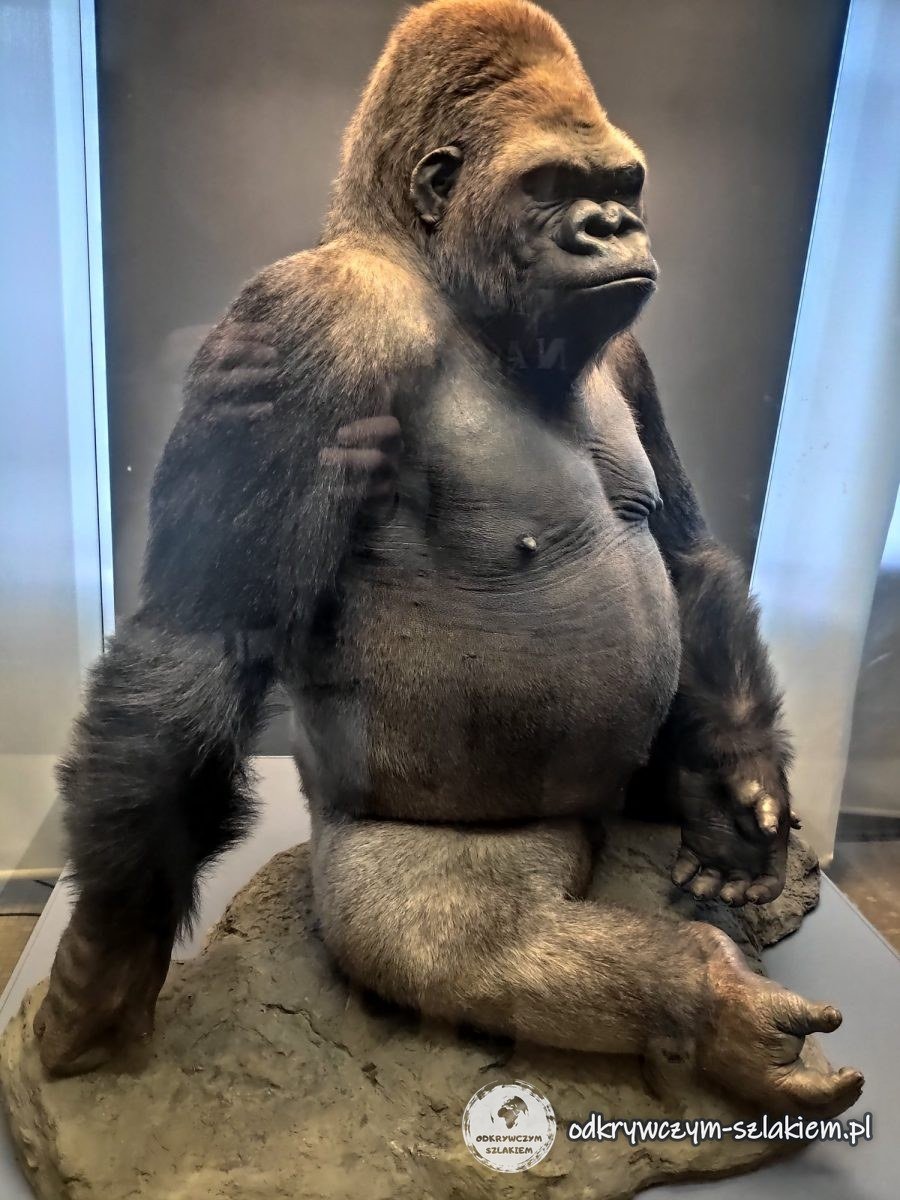 Wypchany goryl w Muzeum Historii Naturalnej w Berlinie