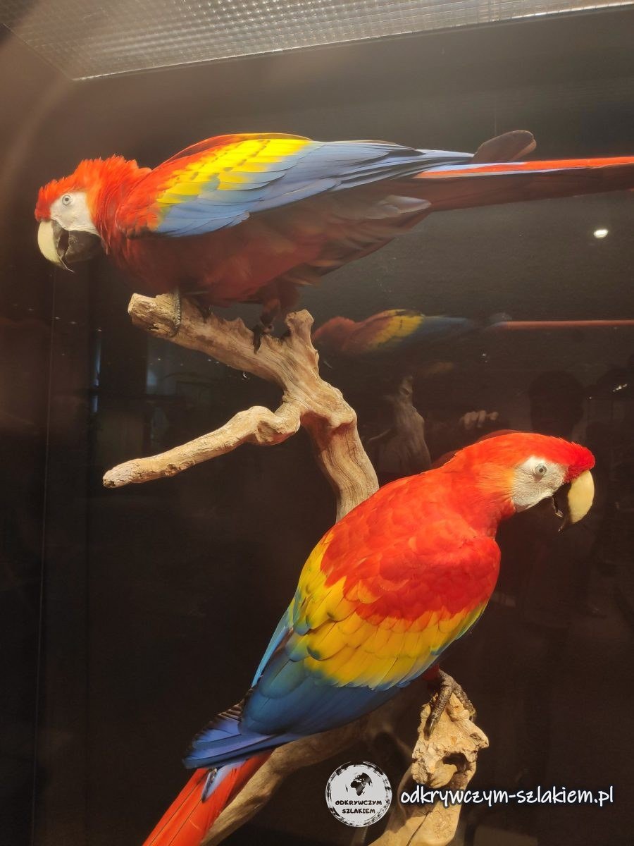 Papugi ara w gablocie Muzeum Historii Naturalnej