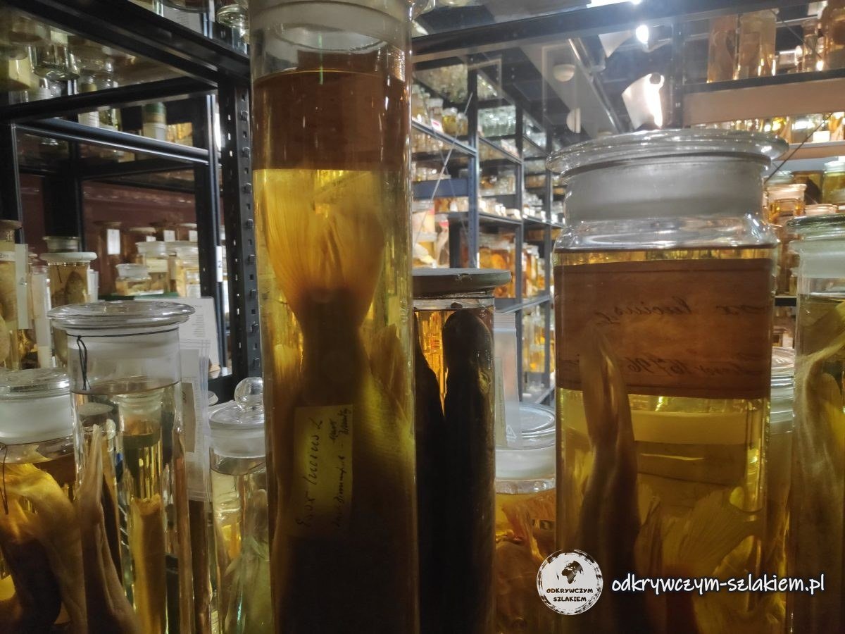 Słoje z okazami w alkoholu – mokra kolekcja Muzeum Historii Naturalnej