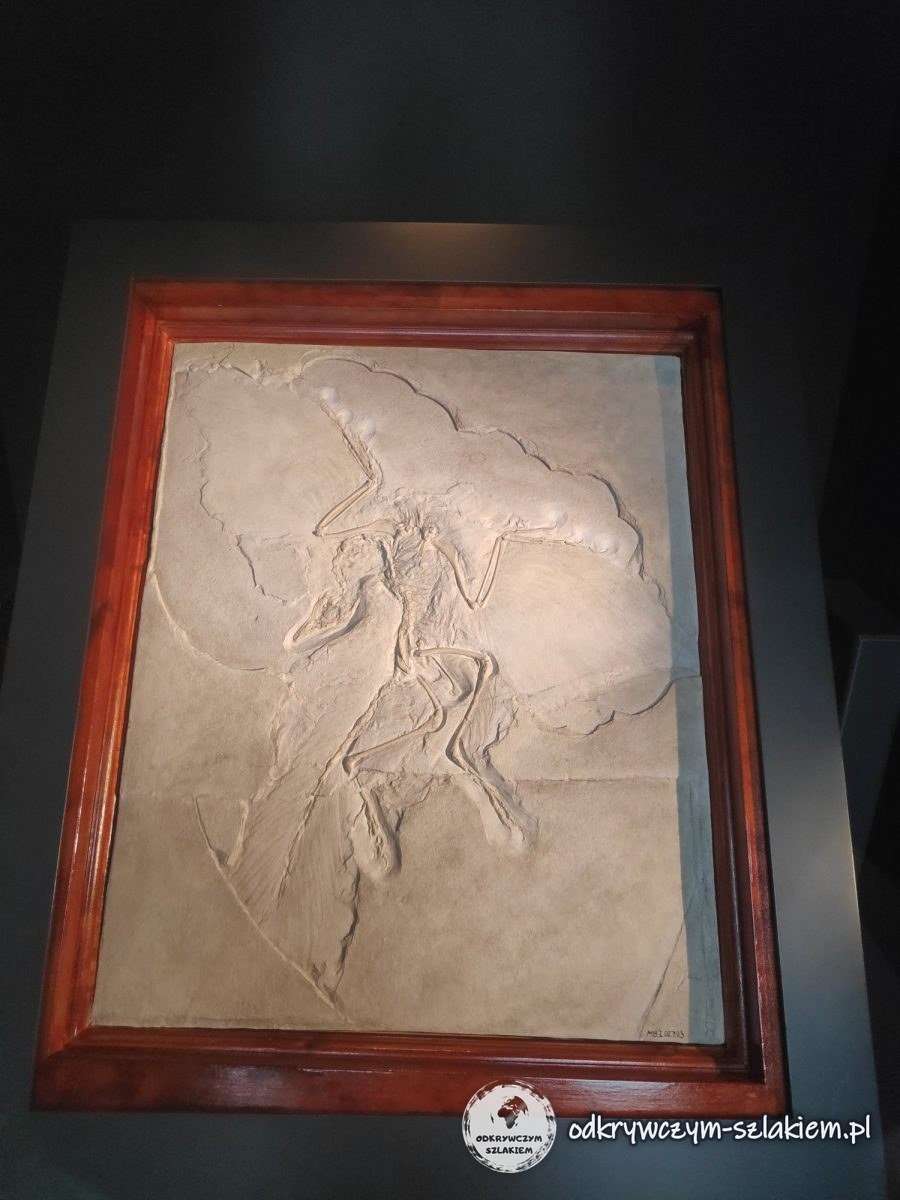 Berliński okaz archeopteryksa w Muzeum Historii Naturalnej