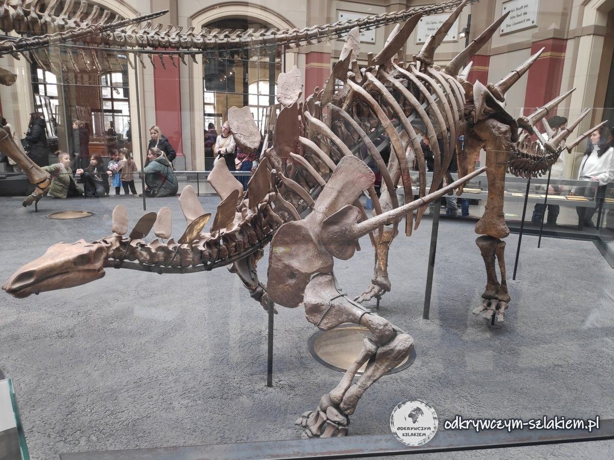 Szkielet kentrozaura w Muzeum Historii Naturalnej w Berlinie