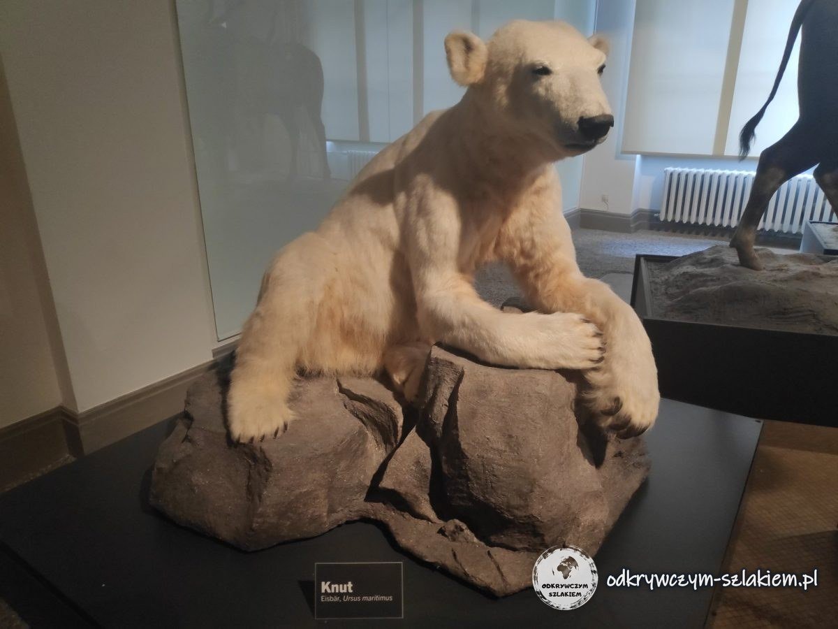Wypchany niedźwiedź polarny Knut w Muzeum Historii Naturalnej w Berlinie