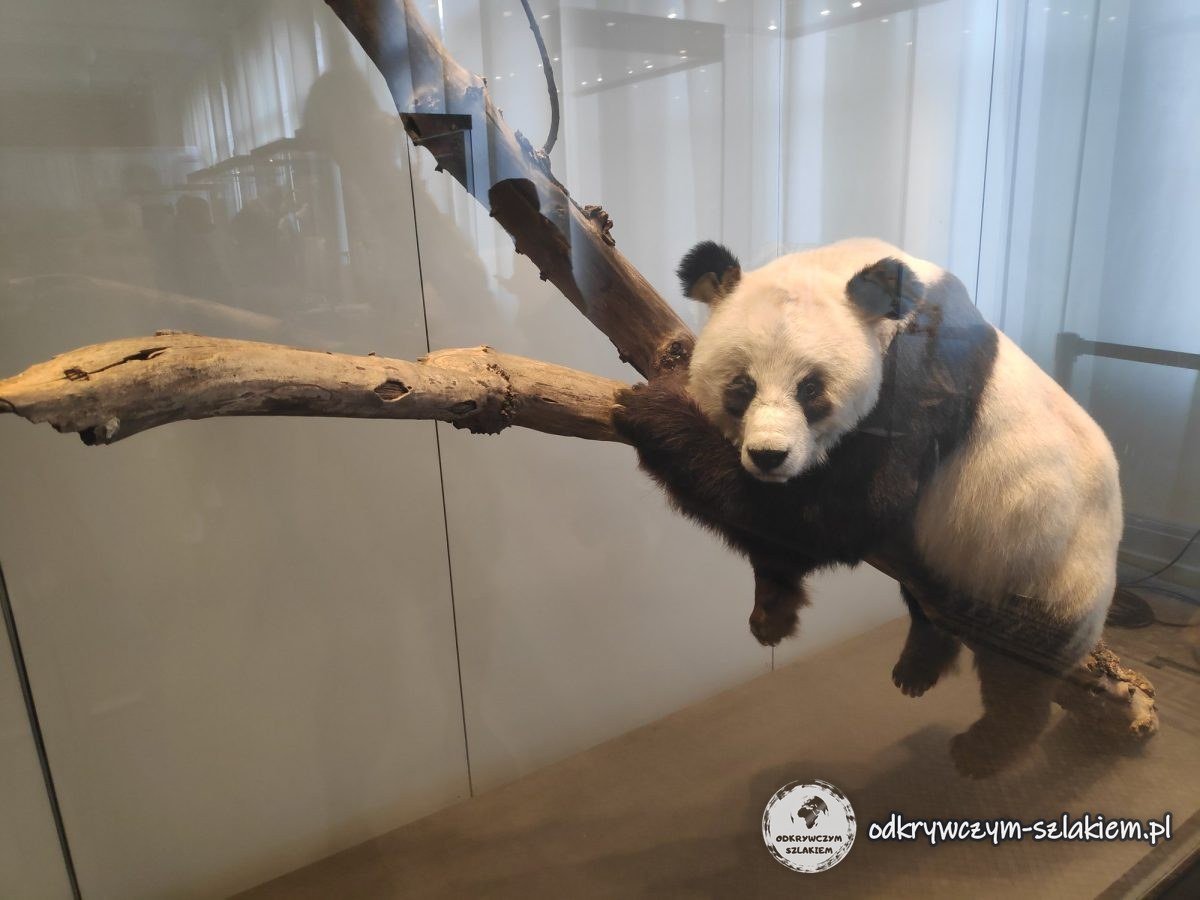 Wypchana panda wielka na gałęzi w Muzeum Historii Naturalnej
