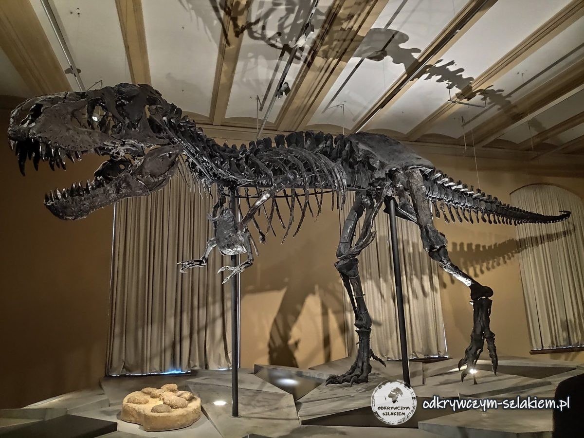Szkielet tyranozaura Tristan Otto w Muzeum Historii Naturalnej w Berlinie