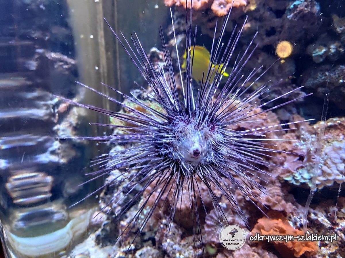 Jeżowiec w akwarium Sea Life Berlin