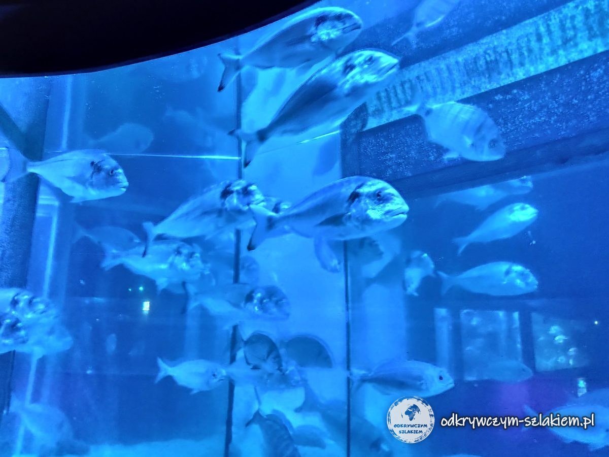 Ławica srebrnych ryb w akwarium Sea Life