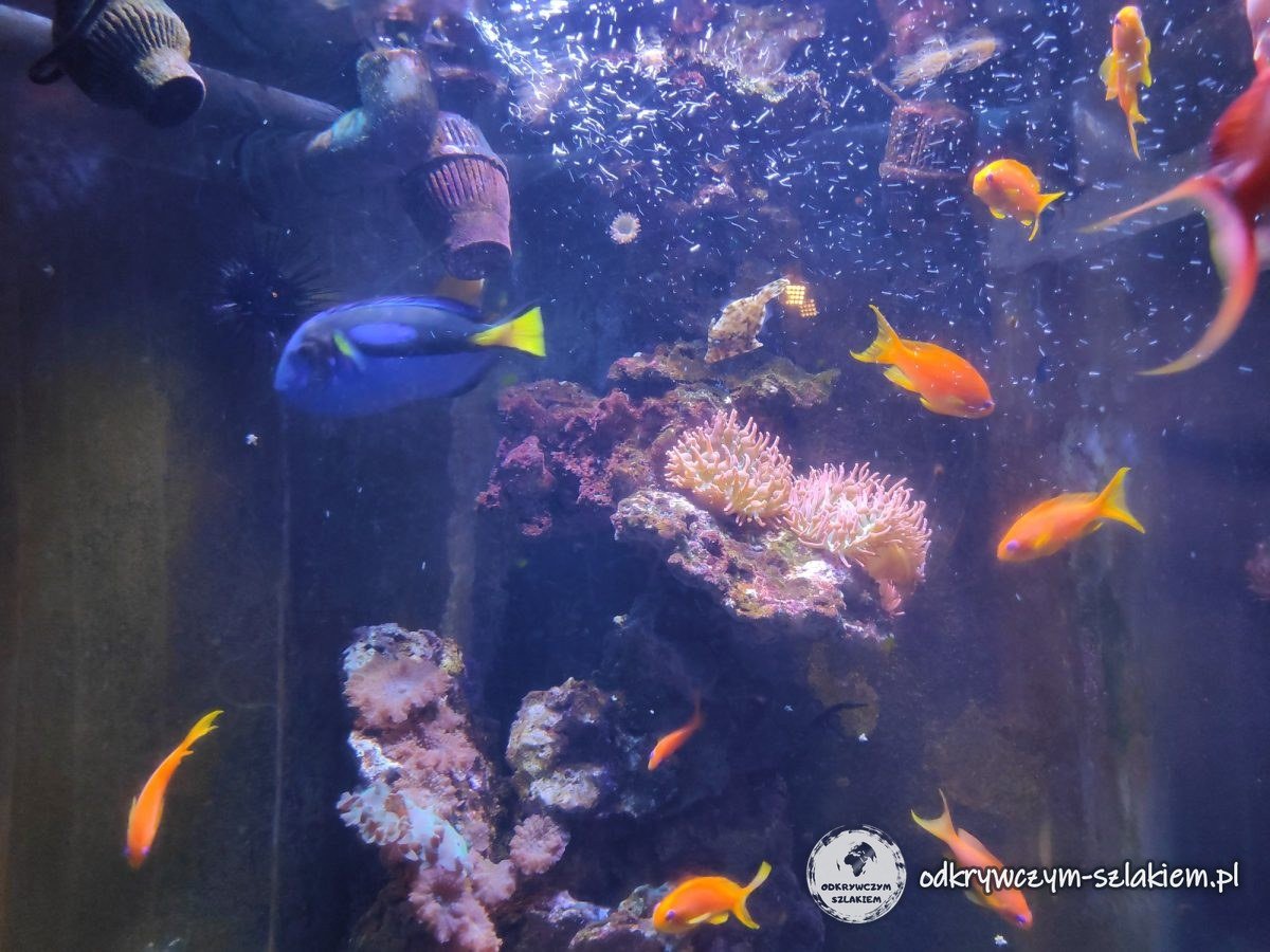 Kolorowe ryby rafowe w akwarium Sea Life Berlin