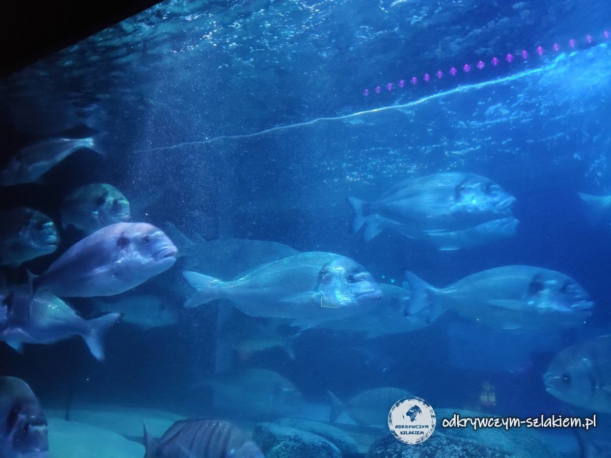 Duży zbiornik z ławicą ryb w Sea Life Berlin