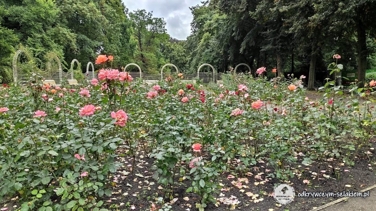 Ogród różany w Bürgerpark Pankow