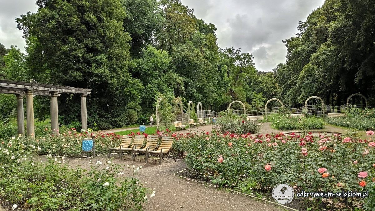 Rabaty różane w Bürgerpark Pankow