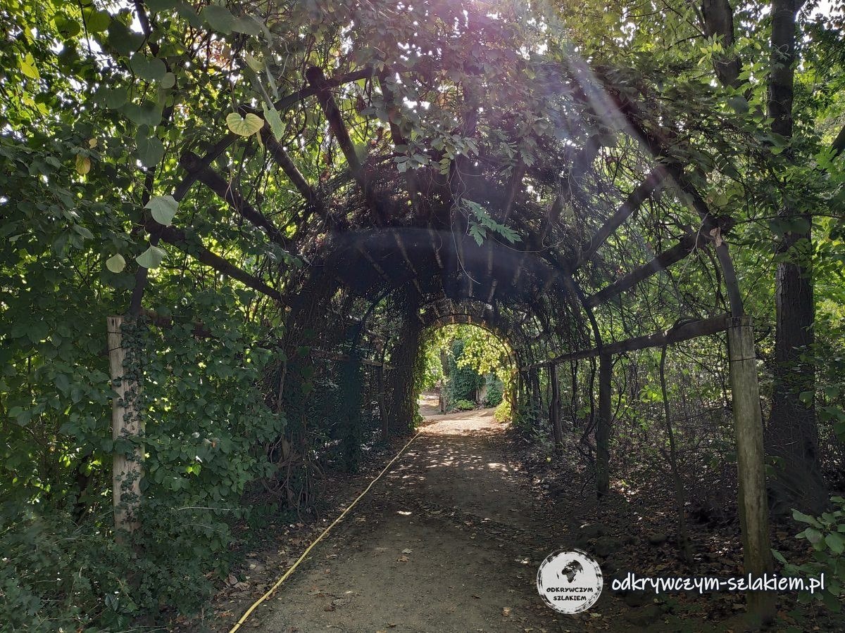 Tunel z pergoli porośniętej zielenią na Wyspie Pawiej
