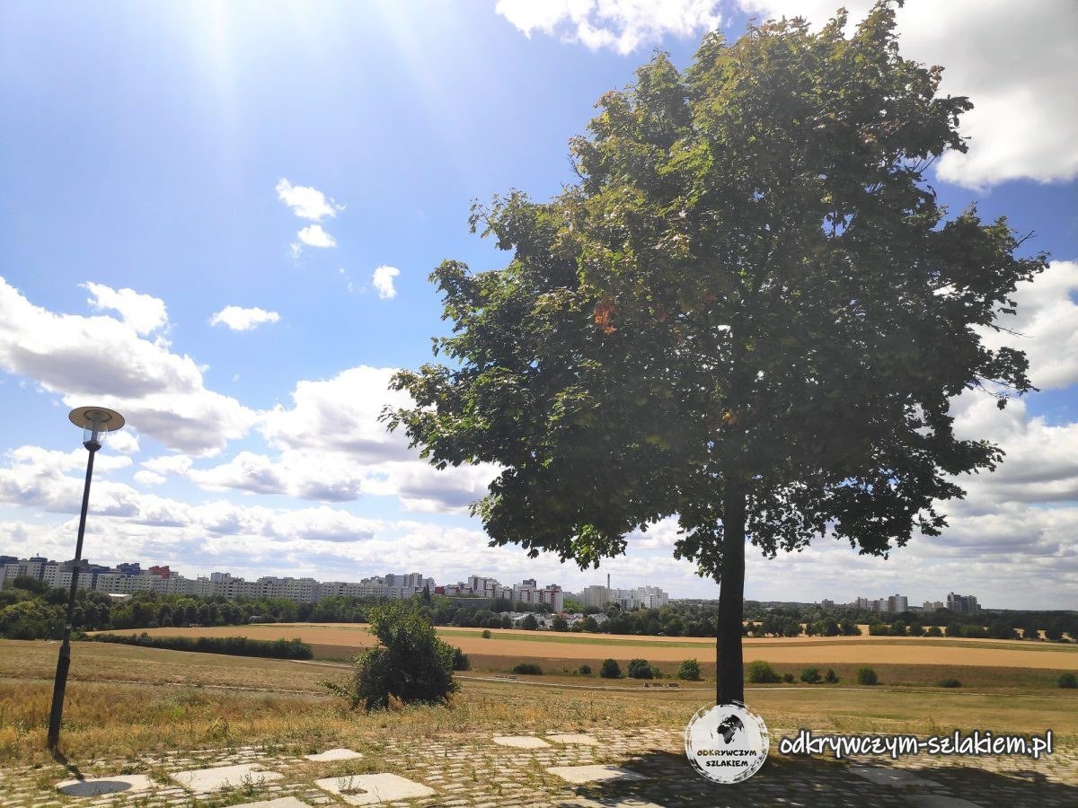 Ein Baum auf einem Hügel in Lübars, in der Ferne Hochhäuser