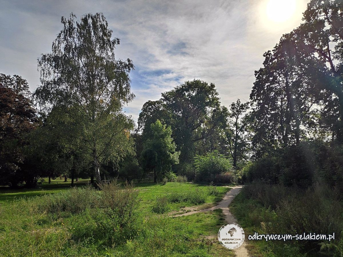 Eine Wiese und ein Pfad zwischen Bäumen im Volkspark Rehberge
