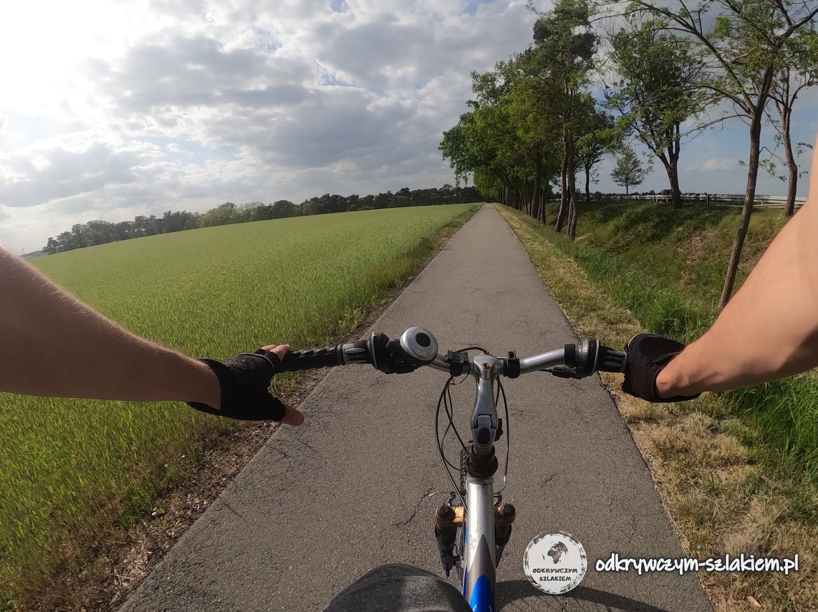 Widok z kierownicy roweru na asfaltową ścieżkę rowerową między polem a szpalerem drzew w dolinie Haweli