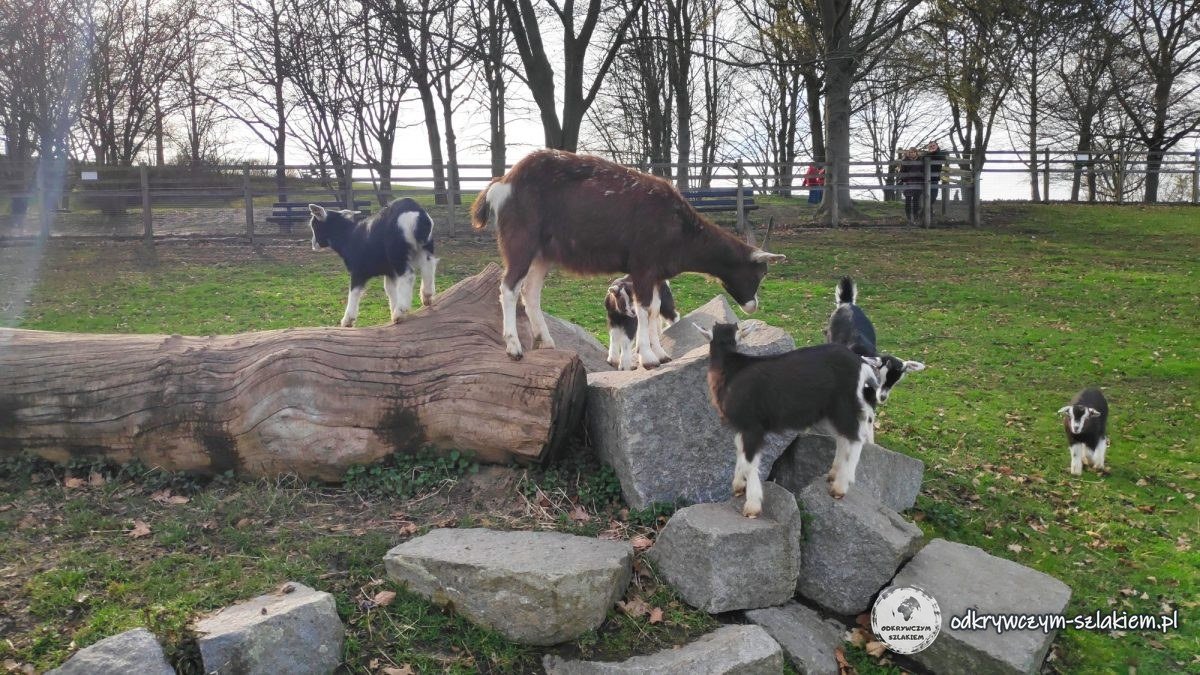 Kozy na wybiegu w Britzer Garten