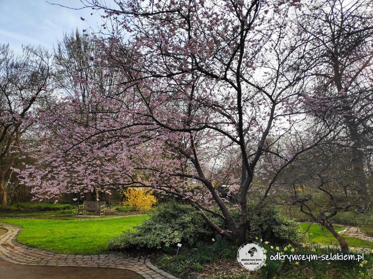 Kwitnące drzewo w Britzer Garten w marcu