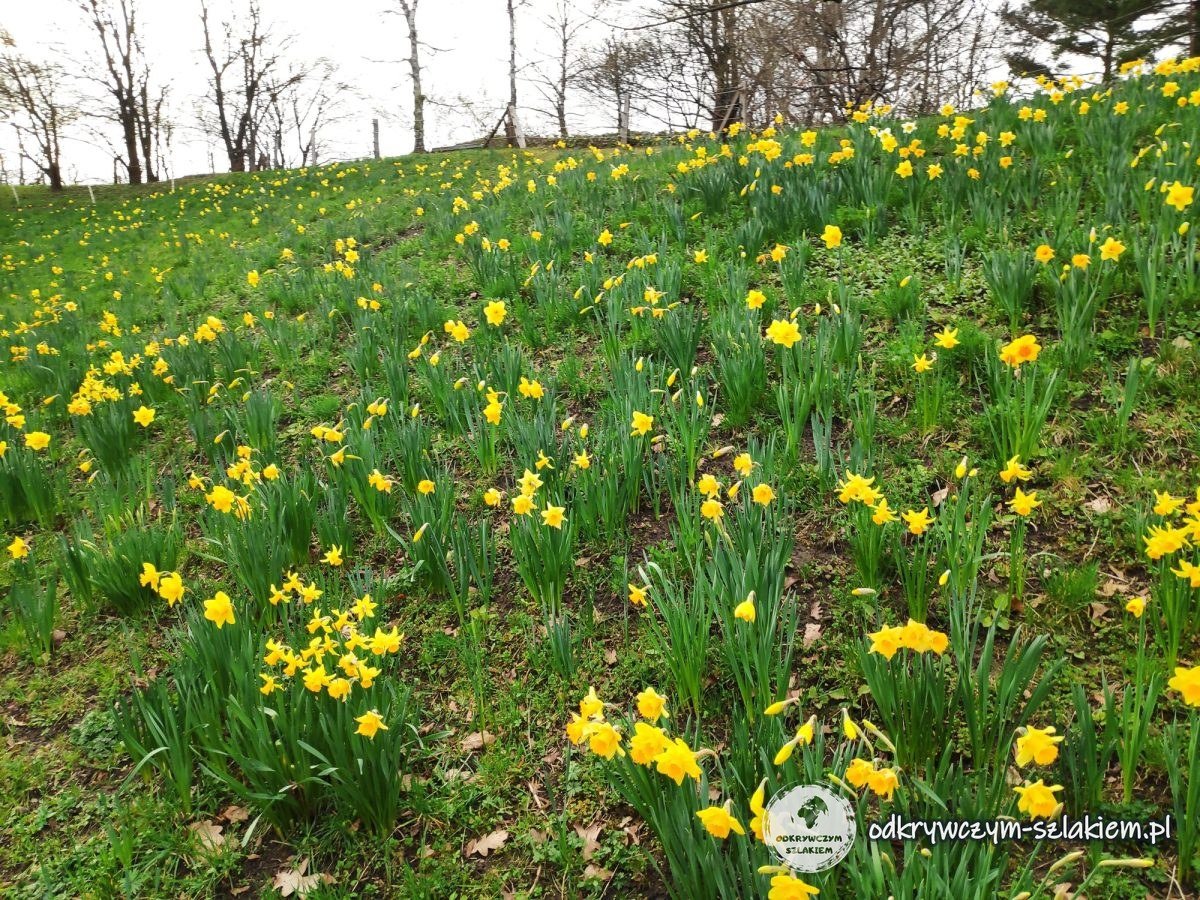 Żonkile na zboczu w Britzer Garten wiosną