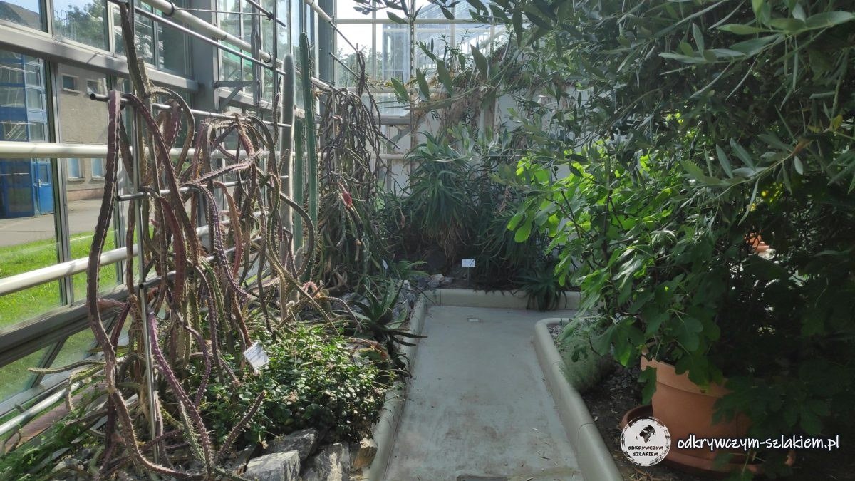Kaktusy w szklarni Botanicznego Parku Ludowego Pankow