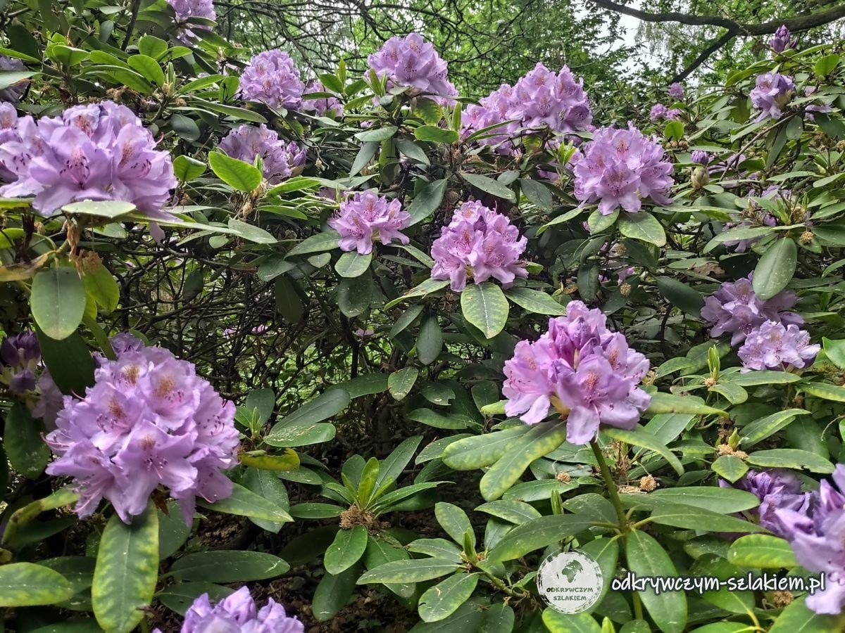 Rododendrony w Botanicznym Parku Ludowym Pankow