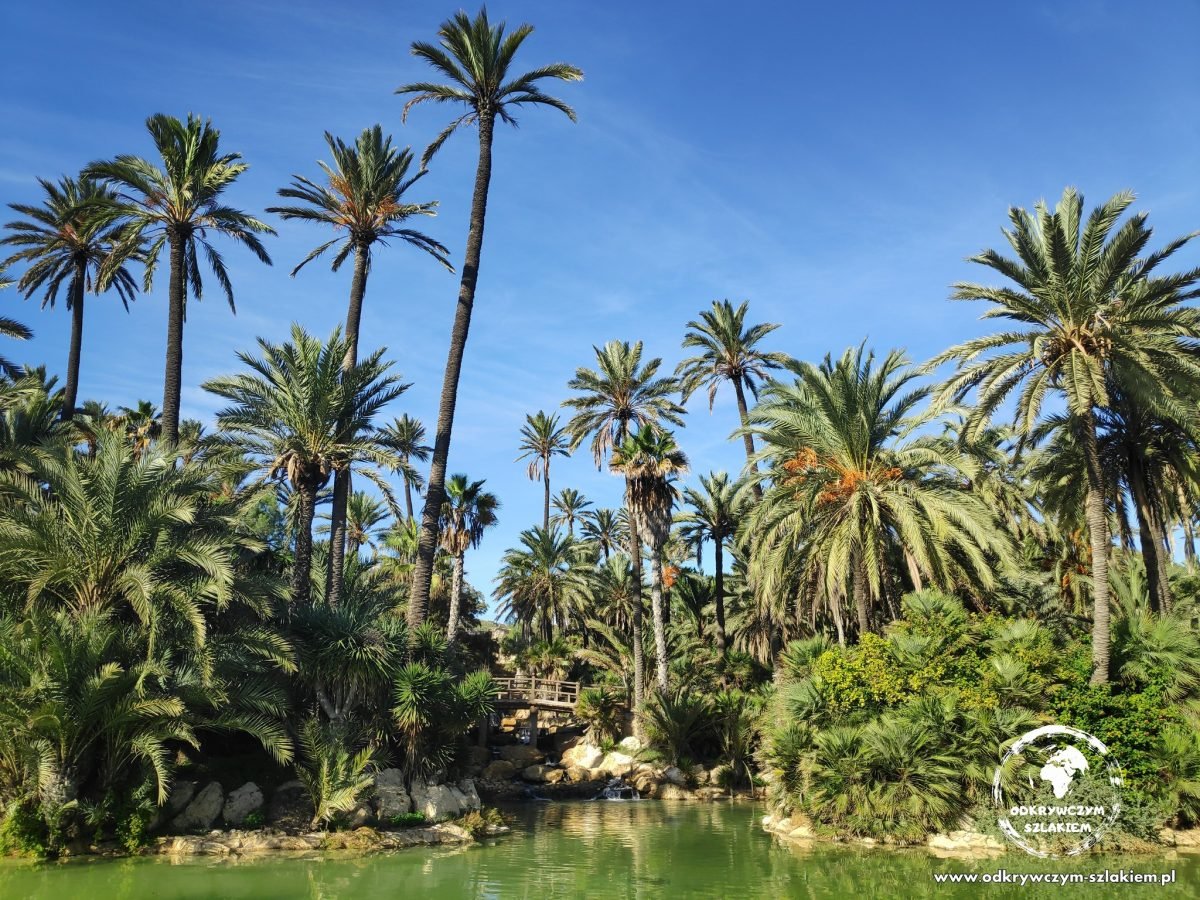 Staw i wysokie palmy w parku El Palmeral w Alicante