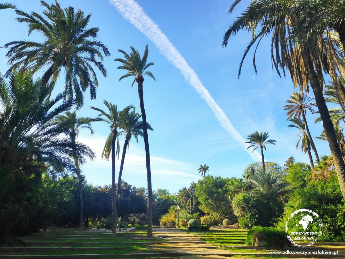 Aleja palm w parku El Palmeral w Alicante