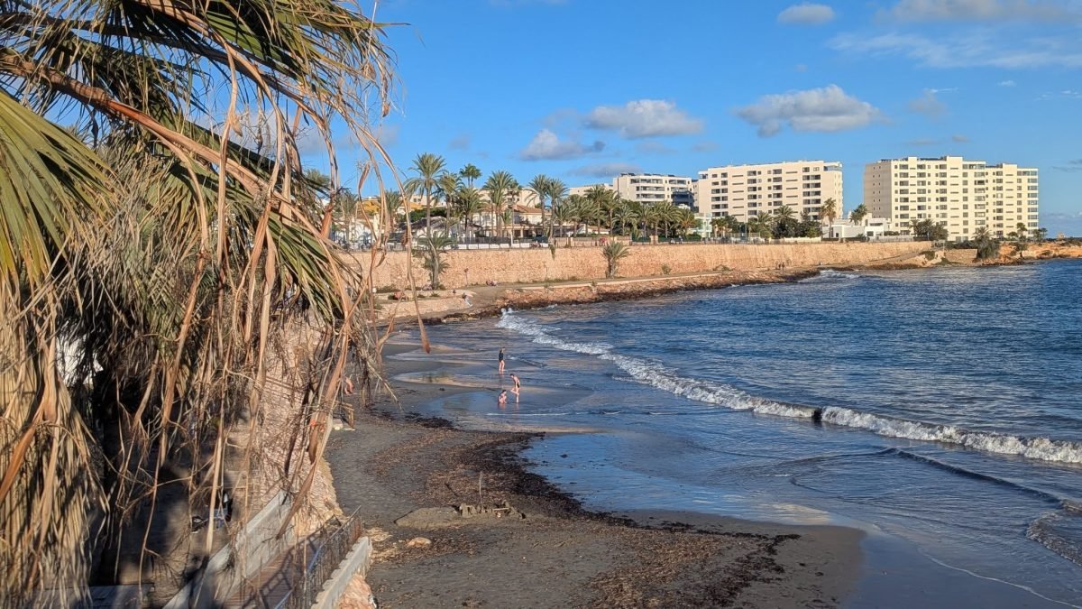 Piaszczysta plaża w Torrevieja z palmą na pierwszym planie i blokami nad brzegiem