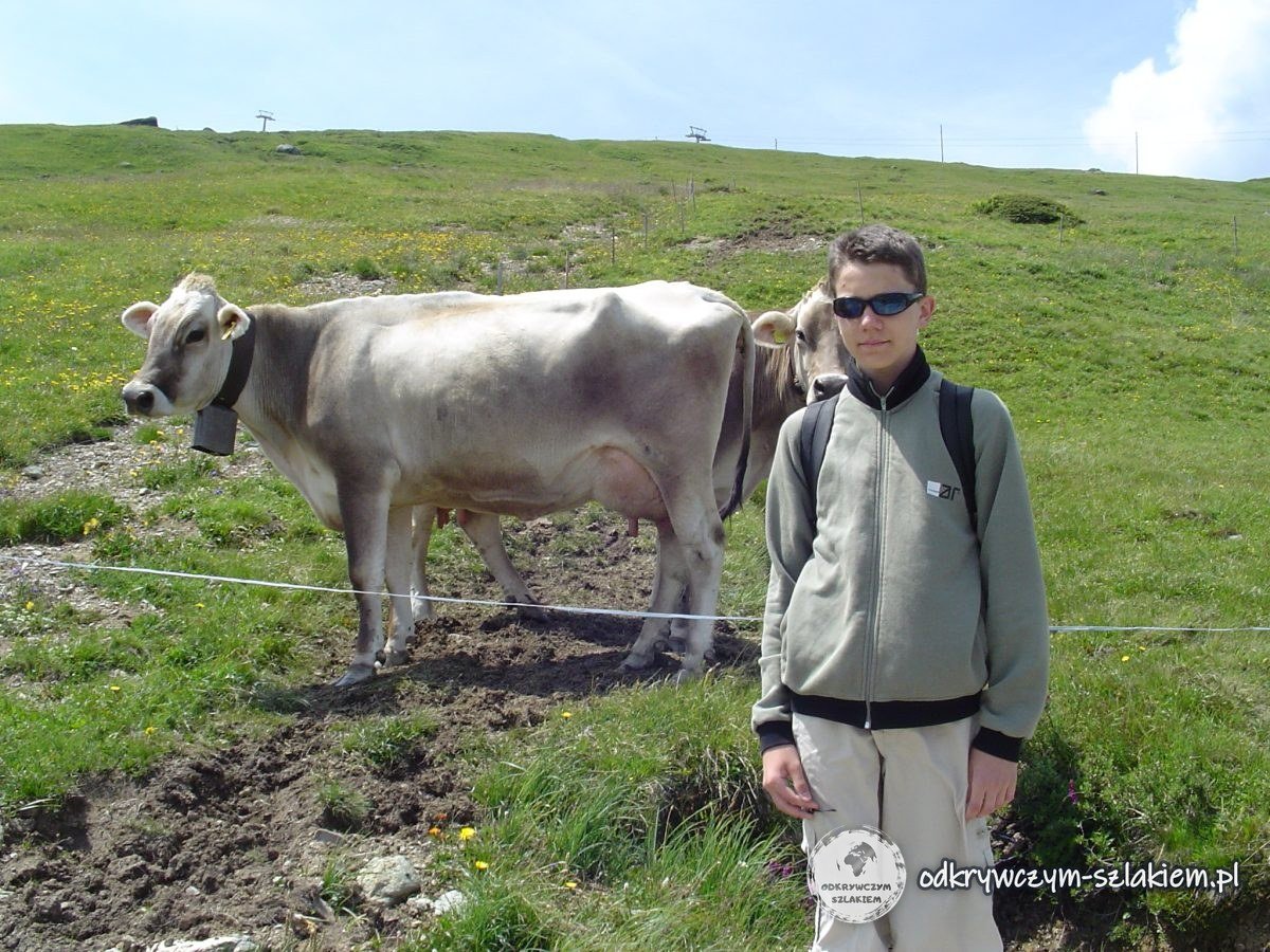 Spotkanie z krową na alpejskiej hali nad Savognin