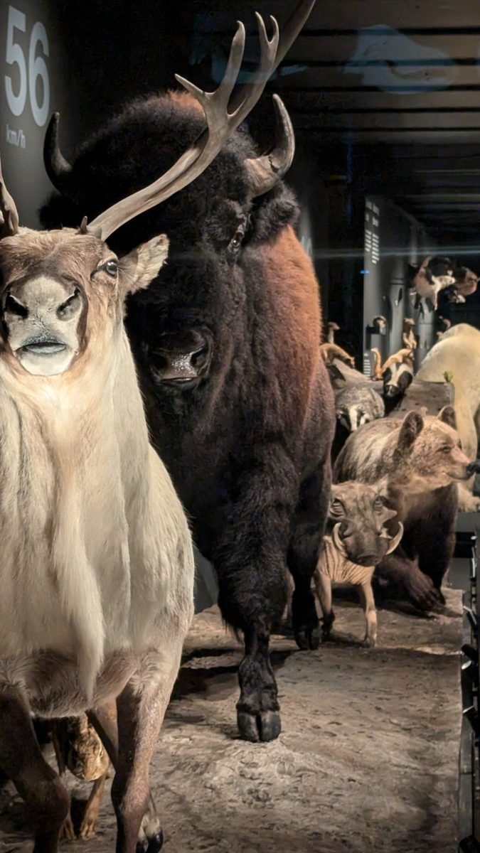 Wypchany renifer i żubr na wystawie zoologicznej w Muzeum Narodowym w Pradze