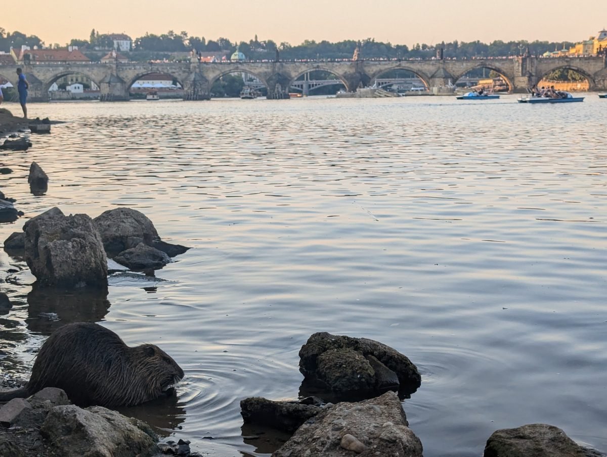 Wieczór nad Wełtawą w Pradze, w oddali Most Karola, na brzegu kamienie
