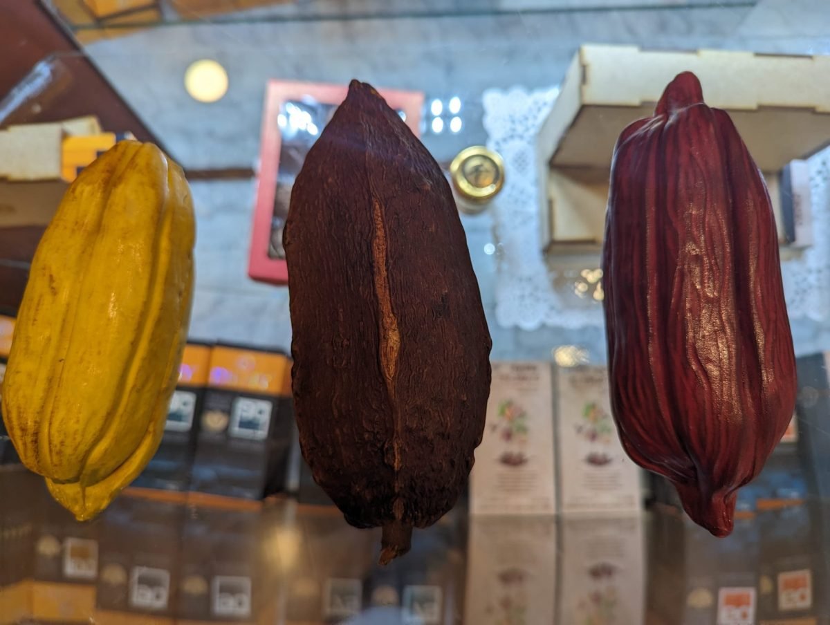 Żółty, brązowy i czerwony owoc kakaowca na degustacji czekolady w Quito