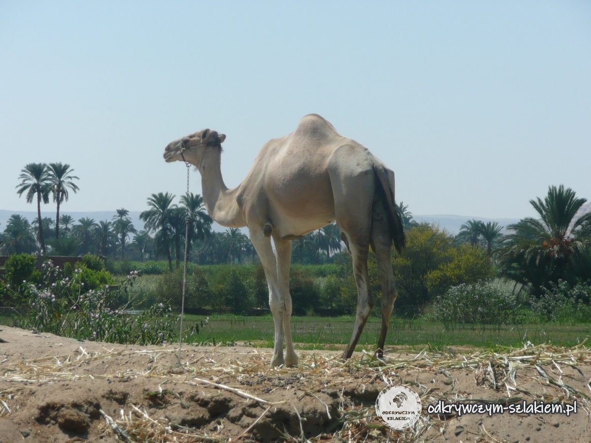Un camello a orillas del Nilo con campos verdes y palmeras detrás