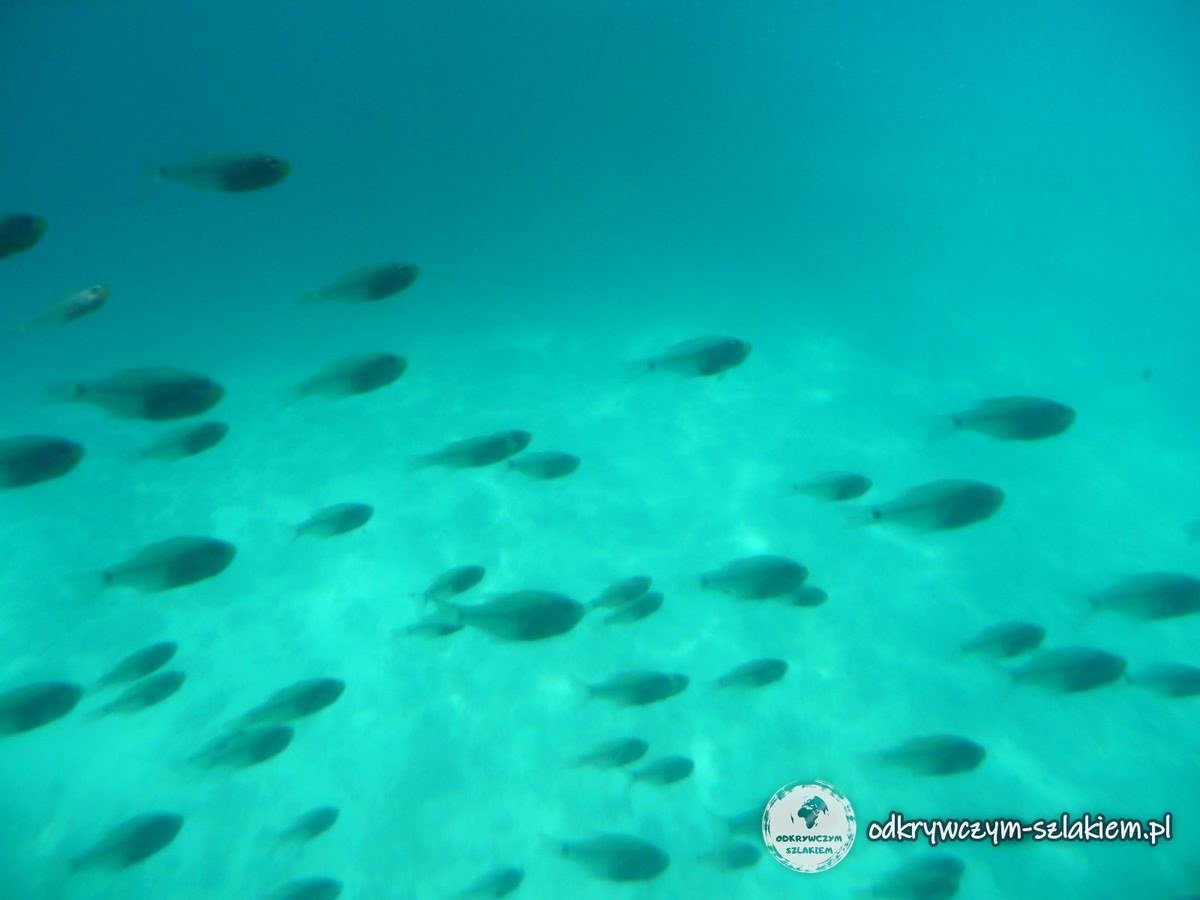 Un banco de peces sobre el fondo arenoso del mar Rojo visto desde el submarino