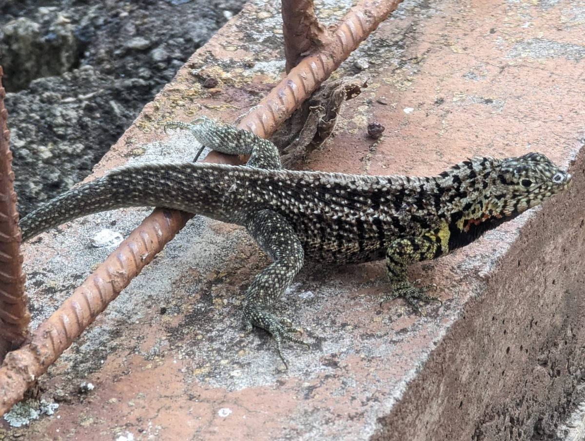 Jaszczurka lawowa na murku w Puerto Ayora na Santa Cruz