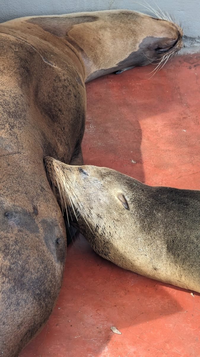 Dwa lwy morskie śpiące na czerwonej posadzce w Puerto Ayora na Santa Cruz