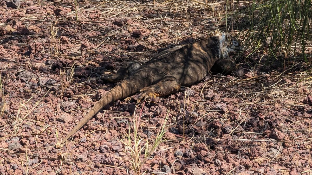 Iguana lądowa wygrzewająca się na czerwonym żwirze wulkanicznym tuż po przylocie na Galápagos