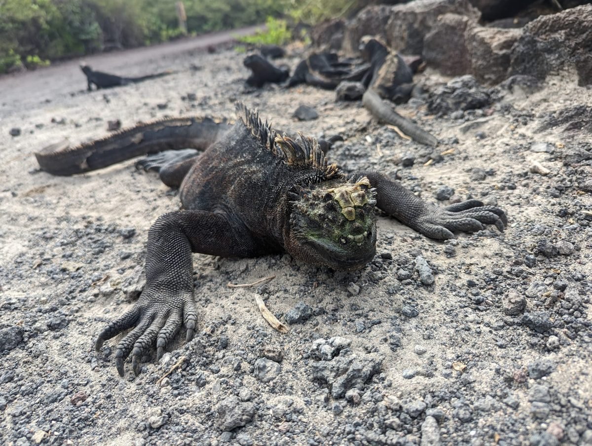 Iguana morska na piasku na plaży na Isabeli