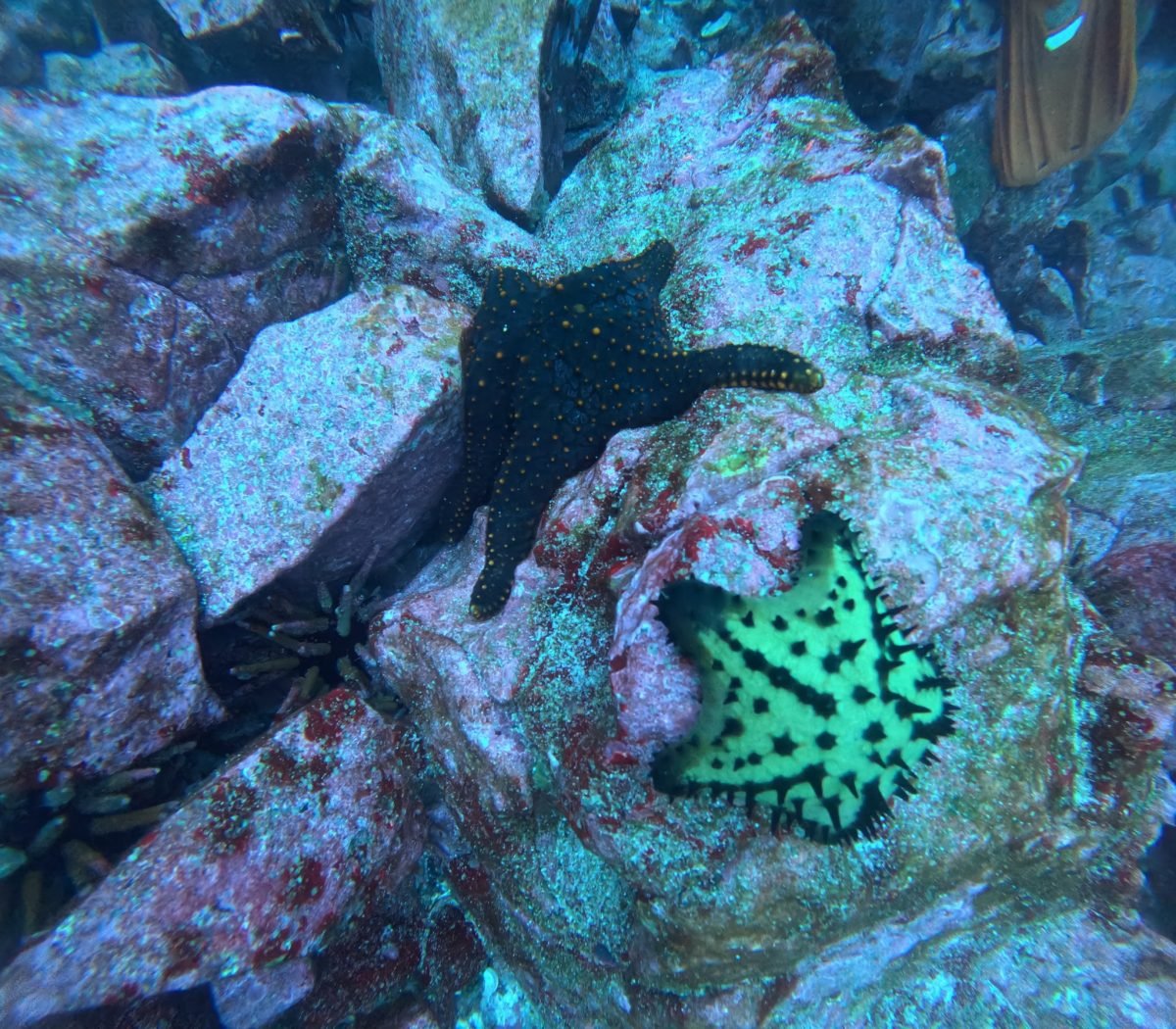 Rozgwiazdy na skałach podczas nurkowania przy Kicker Rock na San Cristóbal