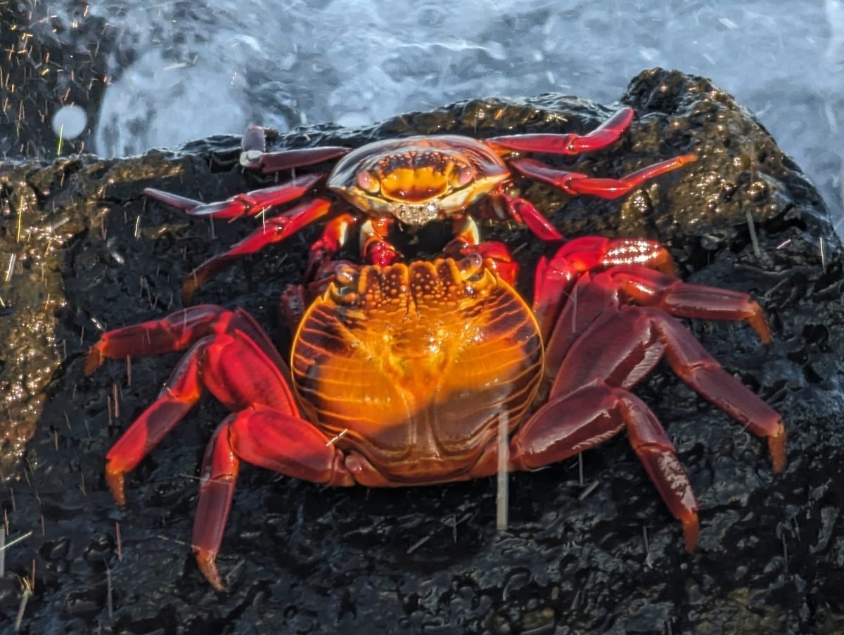 Czerwono-pomarańczowy krab Sally Lightfoot na czarnej skale wulkanicznej w bryzgach fal