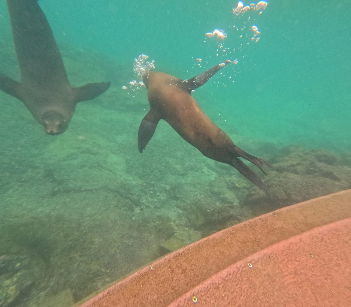 Lwy morskie bawiące się pod wodą podczas snorkelingu w Concha de Perla